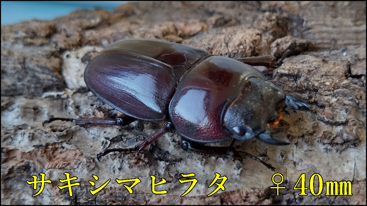 サキシマヒラタクワガタの幼虫26ｇ