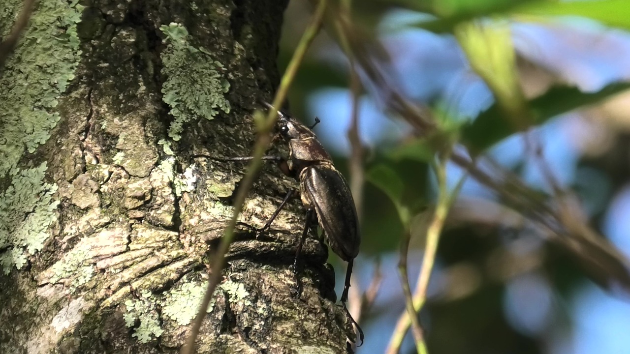 イズミヤマクワガタ