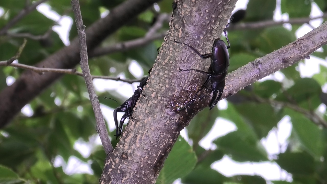 伊豆大島産ノコギリクワガタ