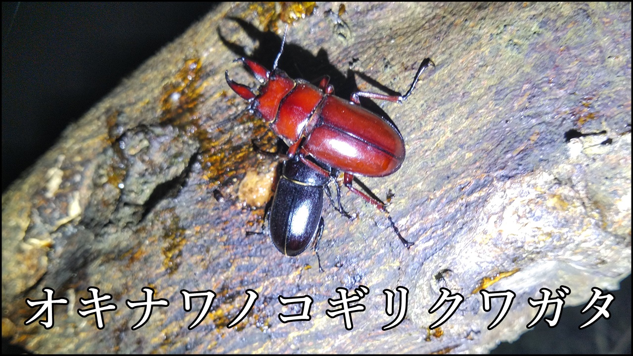 オキナワノコギリクワガタ