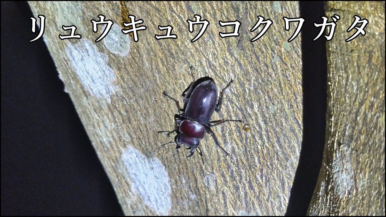 リュウキュウコクワガタ