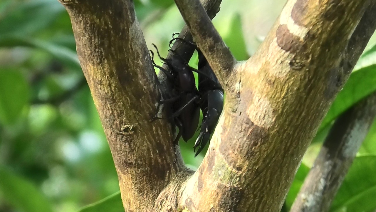 オキナワノコギリクワガタ