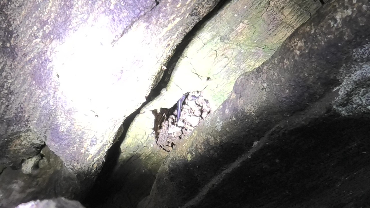 オキナワノコギリクワガタ