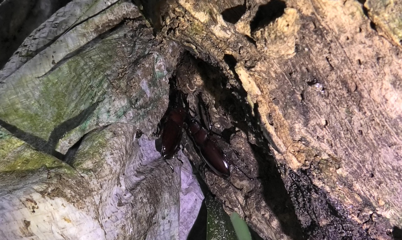 オキナワノコギリクワガタ