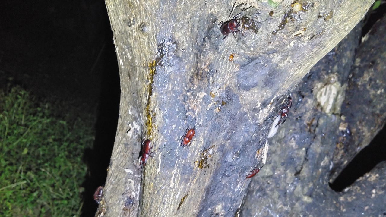 オキナワノコギリクワガタ