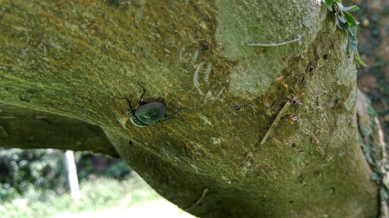 リュウキュウコクワガタ