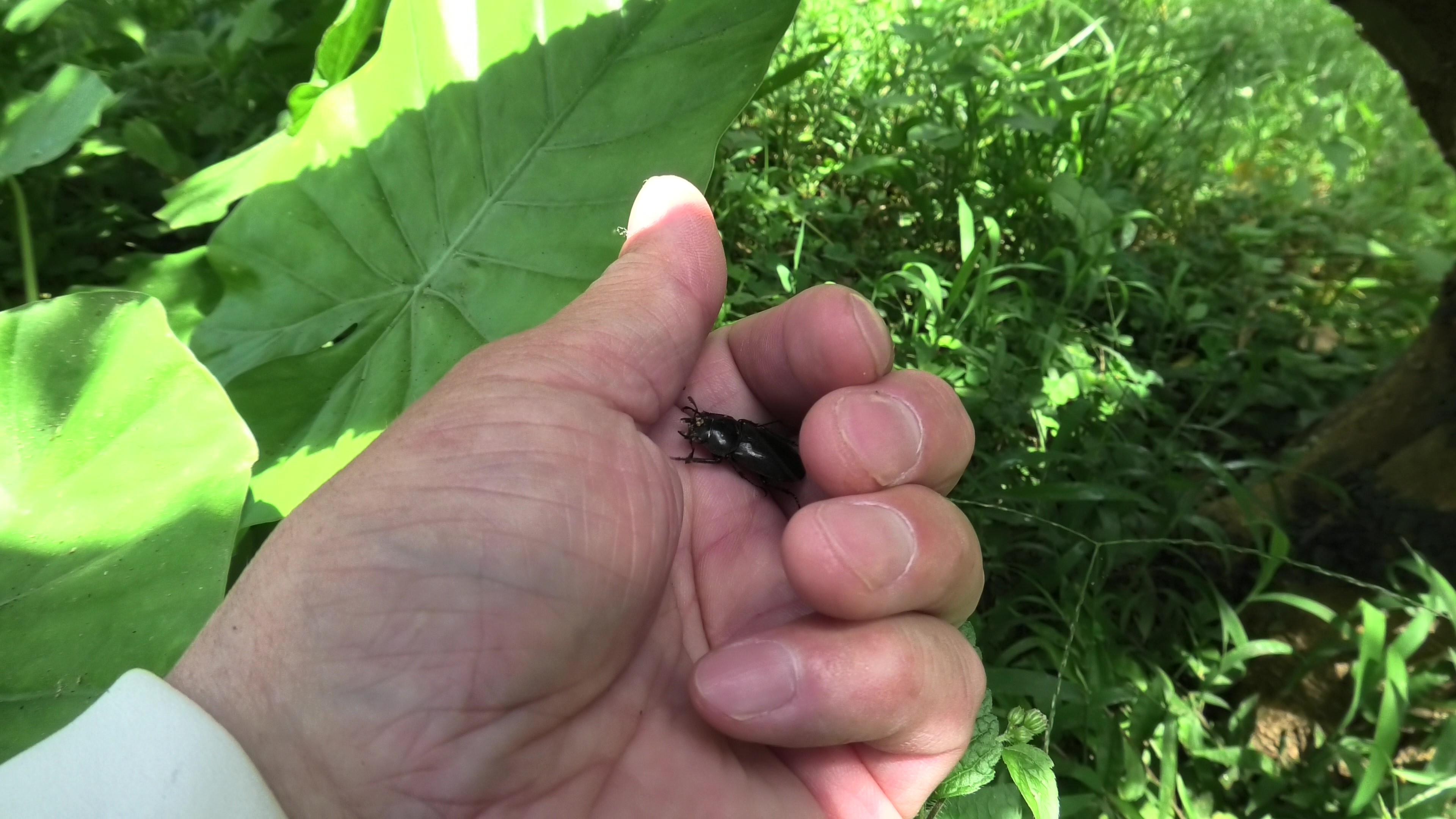 リュウキュウコクワガタ♀